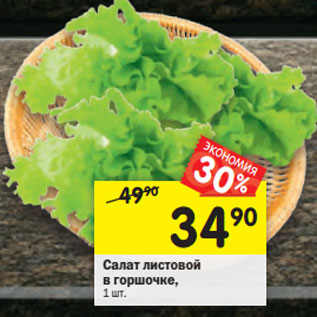 Акция - Салат листовой в горшочке,