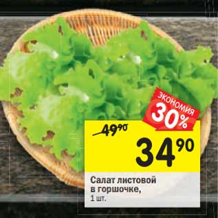 Акция - Салат листовой в горшочке