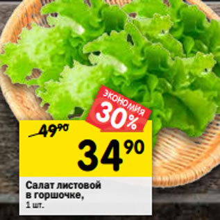 Акция - Салат листовой в горшочке