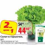 Магазин:Окей,Скидка:Салат в горшочке