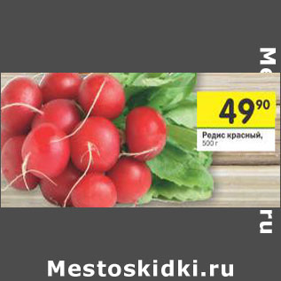 Акция - Редис красный