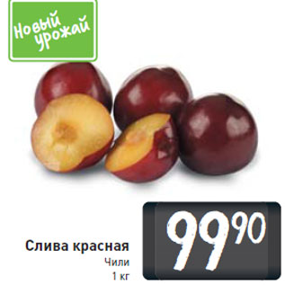 Акция - Слива красная