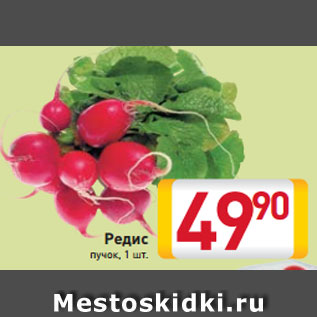 Акция - Редис пучок, 1 шт.