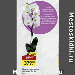 Акция - Цветок орхидея Фенолопсис