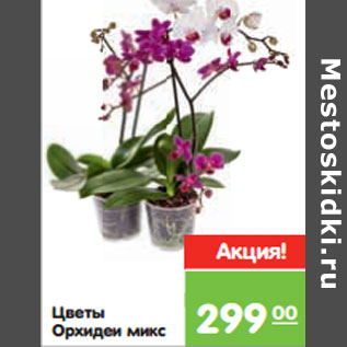 Акция - Цветы Орхидеи микс