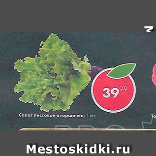 Акция - Салат листовой в горшочке