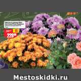 Магазин:Авоська,Скидка:Цветок в горшке Хризантема/Роза Кордана
цвета в ассортименте