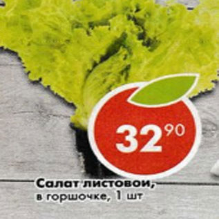 Акция - Салат листовой
