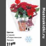 Магазин:Prisma,Скидка:Цветок в горшке «Рождественская Звезда»