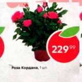 Магазин:Пятёрочка,Скидка:Роза Кордана