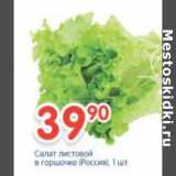 Магазин:Перекрёсток,Скидка:САЛАТ ЛИСТОВОЙ В ГОРШОЧКЕ РОССИЯ