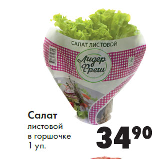 Акция - Салат листовой в горшочке