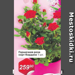 Акция - Горшечная роза сорт Кордана