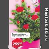 Авоська Акции - Горшечная роза  сорт Кордана