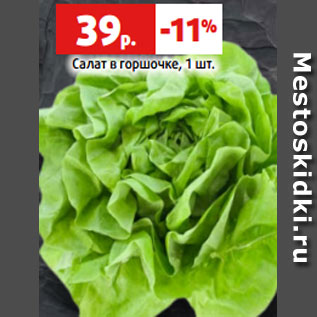 Акция - Салат в горшочке, 1 шт.