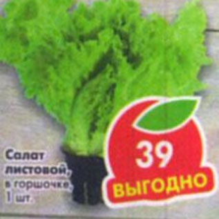 Акция - Салат листовой в горшочке
