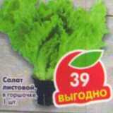 Магазин:Пятёрочка,Скидка:Салат листовой в горшочке 