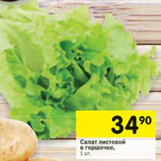 Акция - Салат листовой в горшочке