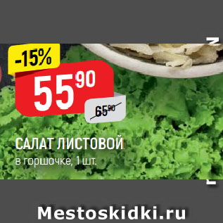 Акция - САЛАТ ЛИСТОВОЙ в горшочке