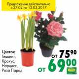 Магазин:Prisma,Скидка:Цветок Гиацинт, Крокус, Нарцисс, Роза Парад