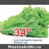 Магазин:Перекрёсток,Скидка:Салат листовой в горшочке 
