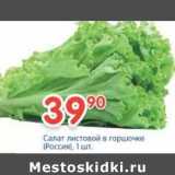 Магазин:Перекрёсток,Скидка:Салат листовой в горшочке 
