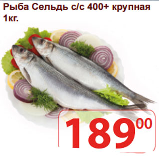 Акция - Рыба Сельдь с/с 400+ крупная