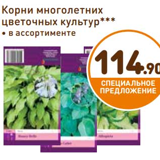 Акция - Корни многолетних цветочных культур