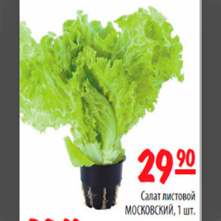 Акция - салат листовой московский