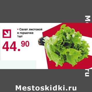 Акция - Салат листовой в горшочке