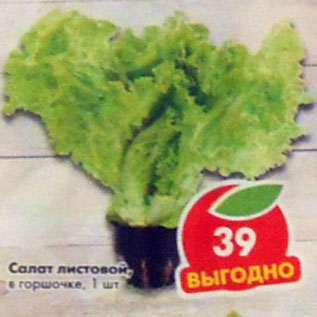 Акция - Салат листовой