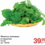 Мелисса лимонная
в горшочке
Россия