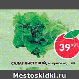 Акция - Салат листовой