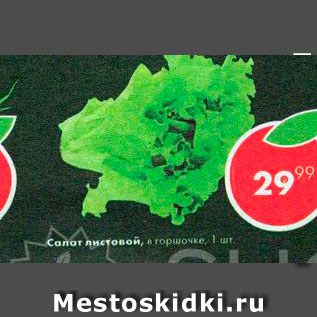 Акция - Салат листовой