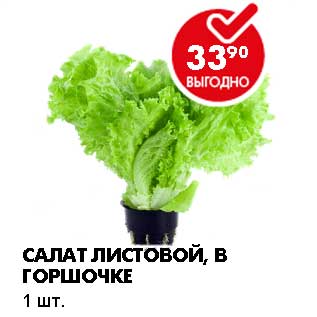 Акция - САЛАТ ЛИСТОВОЙ, В ГОРШОЧКЕ