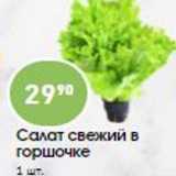 Магазин:Авоська,Скидка:Салат свежий в горшочке 1 шт