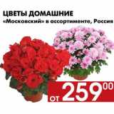 Магазин:Наш гипермаркет,Скидка:Цветы домашние Московский