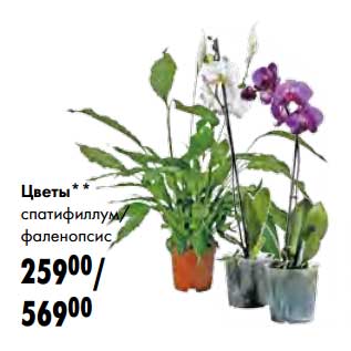 Акция - Цветы спатифиллум фаленопсис