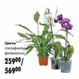 Магазин:Prisma,Скидка:Цветы спатифиллум фаленопсис 