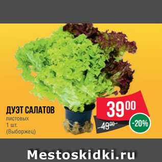 Акция - Дуэт Салатов листовых 1 шт. (Выборжец)