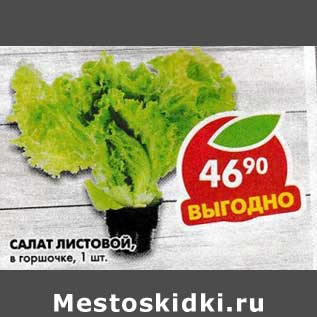 Акция - Салат листовой