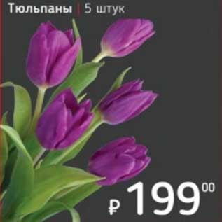Акция - Тюльпаны