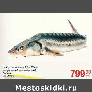 Акция - Осетр сибирский 1,8 - 2,5 кг потрошеный охлажденный Россия