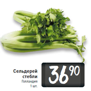 Акция - Сельдерей стебли Голландия