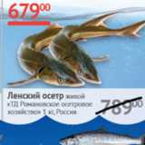 Магазин:Наш гипермаркет,Скидка:Ленский осетр живой ТД Романовское осетровое хозяйство Россия 
