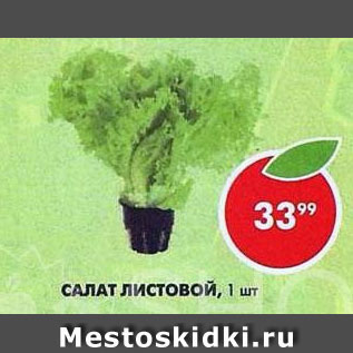 Акция - Салат листовой