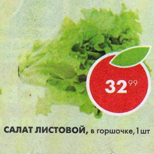 Акция - Салат листовой