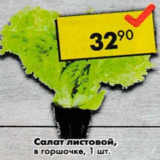 Акция - Салат листовой в горшочке