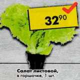 Магазин:Пятёрочка,Скидка:Салат листовой в горшочке 