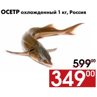 Акция - Осетр охлажденный 1 кг, Россия